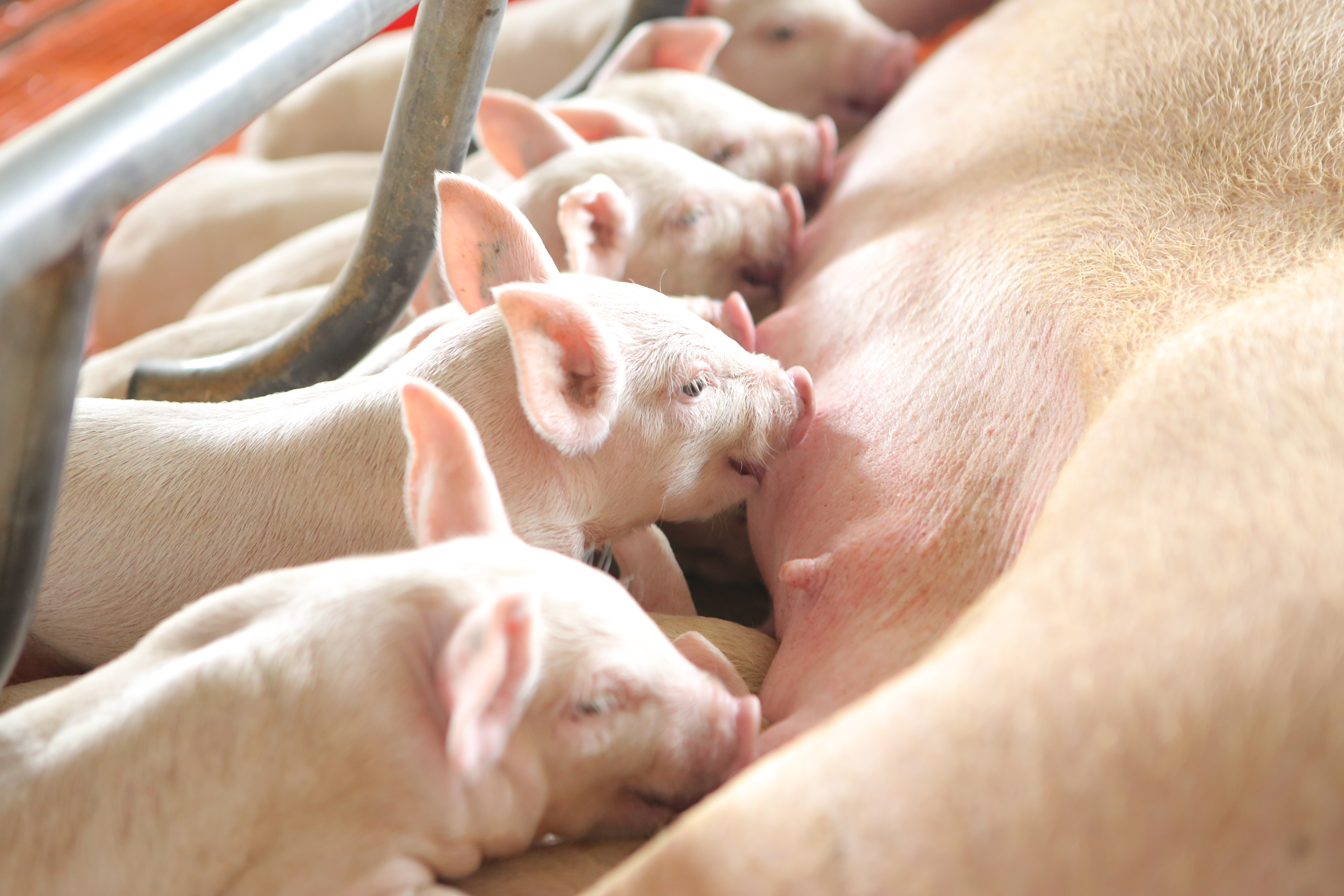 African Swine Flu (ASF) prevention measures at Anova Farm