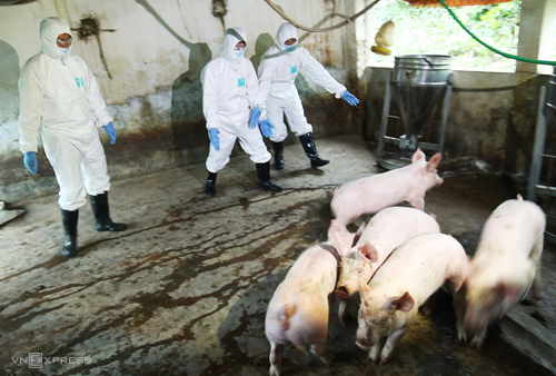 Việt Nam sản xuất thành công vắcxin phòng dịch tả lợn châu Phi