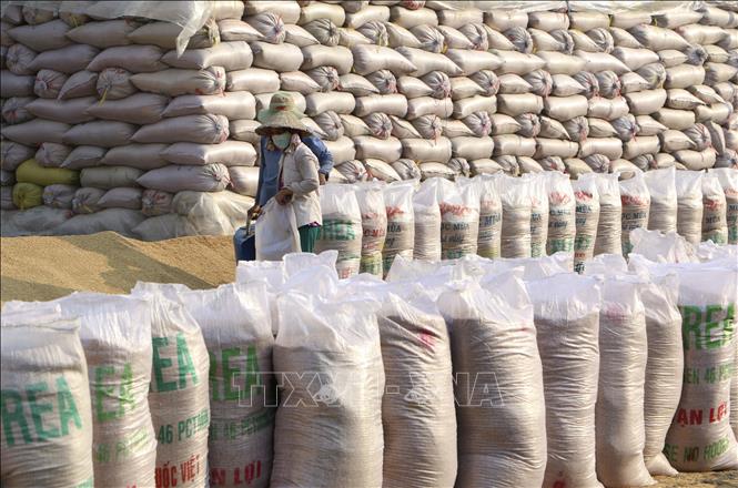 Thị trường nông sản thế giới tuần qua: Giá gạo của các quốc gia xuất khẩu hàng đầu đều giảm